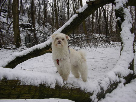 Malteser Meine Schneeflocke