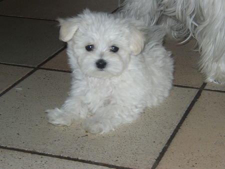 Malteser Ein Baby von unserer Teddy