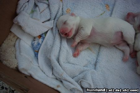 Malteser Beim Zitze-Nuckeln eingeschlafen! Träum schön!