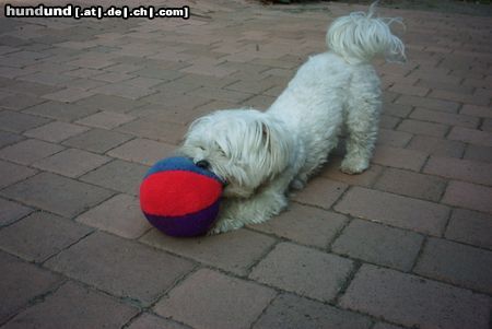 Malteser Bibi:das ist mein Ball!