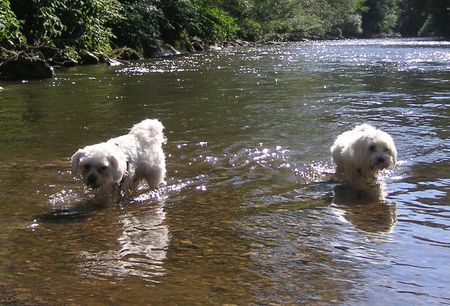 Malteser Tobi & Jimmy im kühlen Nass