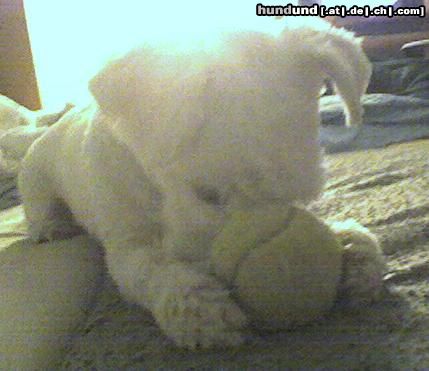 Malteser spielen mit dem ball ist tollich