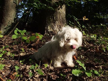 Malteser Bichon Maltais Foto 29184 Hundund De