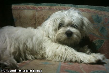 Malteser Tobi auf der Couch