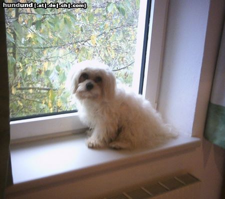 Malteser Tobi auf dem Fensterbankerl