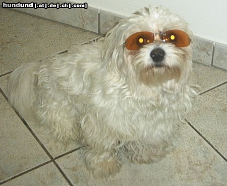 Malteser Tobi mit Sonnenbrille