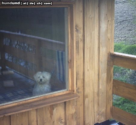 Malteser Tobi schaut vom Fenster raus