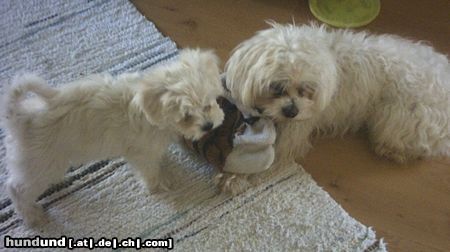 Malteser Tobi und Jimmy beim Spielen