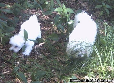 Malteser Tobi und Jimmy auf Entdeckungsreise im Wald