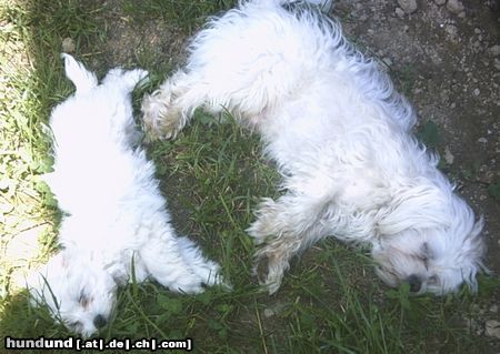 Malteser Tobi und Jimmy ganz erschöpft