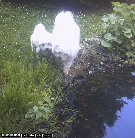 Malteser Tobi und Jimmy bei unserem Fischeich