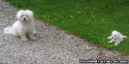 Malteser Tobi und Jimmy im Garten