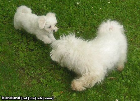 Malteser Tobi und Jimmy beim Spielen