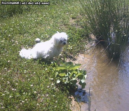 Malteser Tobi beim Teich