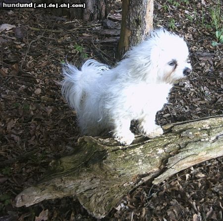 Malteser Tobi im Wald