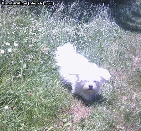 Malteser Tobi läuft in der Wiese