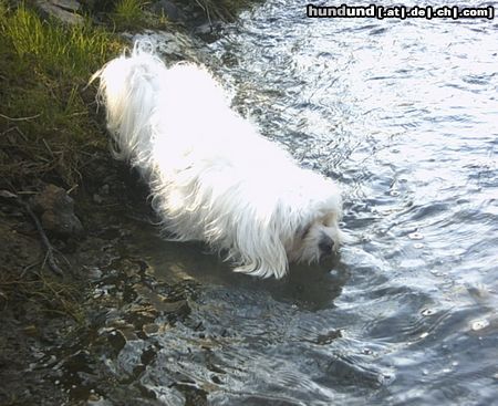 Malteser Tobi im Wasser beim Bach