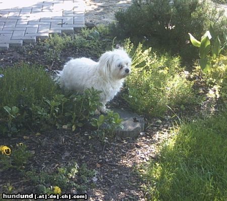 Malteser Tobi bei uns im Garten