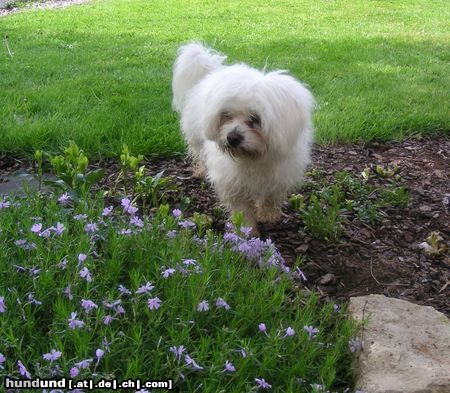 Malteser Tobi im Garten