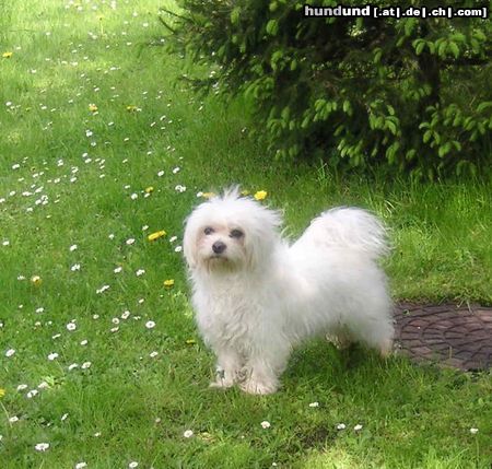 Malteser Tobi im Garten