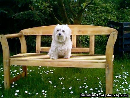 Malteser Blacky im Garten