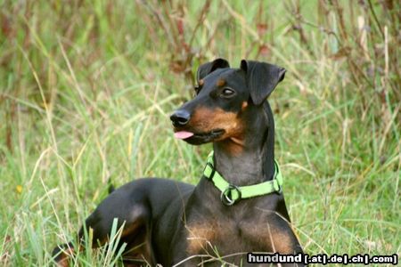 Manchester-Terrier India 2