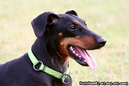 Manchester-Terrier India 3