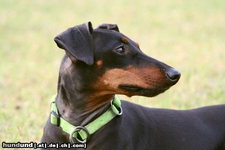 Manchester-Terrier India 4