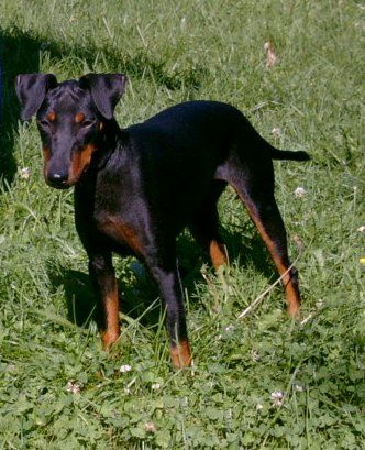 Manchester-Terrier Bundesjugendsieger Österreich Dixie Duchess