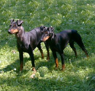 Manchester-Terrier Ajala und Dixie zwei unzertrennliche Freunde