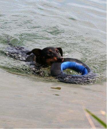 Manchester-Terrier Georgina Rocket von Mainhatten