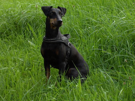 Manchester-Terrier Aileen