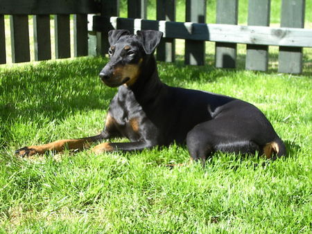 Manchester-Terrier Aileen