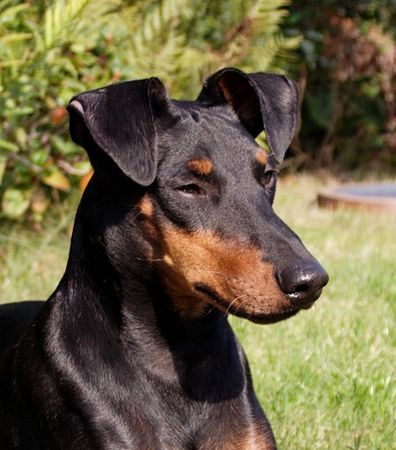 Manchester-Terrier Rapid Runner's Zorro