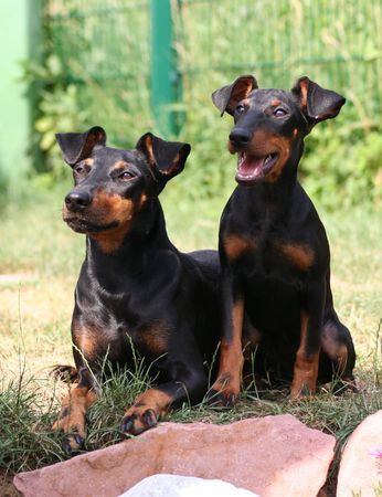 Manchester-Terrier Chili Pepper & Georgina Rocket von Mainhattan