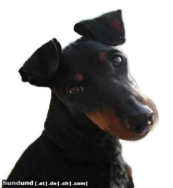 Manchester-Terrier Pretty Joy von der Beckrather Mühle -> 