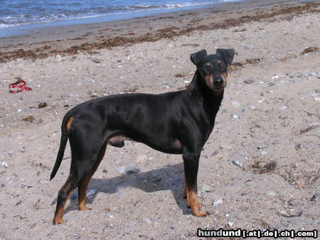 Manchester-Terrier Chandor von der Spree