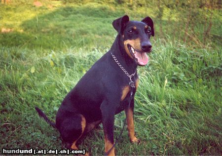 Manchester-Terrier Hundedame TESSA