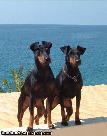 Manchester-Terrier INT CH JWW'03 X-Pected dine Mites Robin Hood und INT CH WW'01'03 Kimblewick Queen Sandra