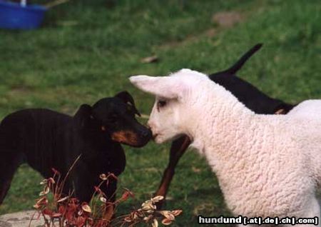 Manchester-Terrier Mary mit Freund Kalli