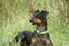 Manchester-Terrier Hund