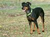 Manchester-Terrier Hund