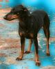 Manchester-Terrier Hund