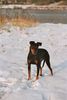 Manchester-Terrier Hund