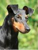 Manchester-Terrier Hund