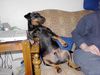 Manchester-Terrier Hund