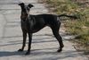 Manchester-Terrier Hund