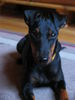 Manchester-Terrier Hund