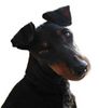 Manchester-Terrier Hund