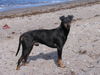 Manchester-Terrier Hund